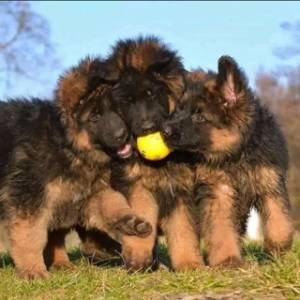 Regalo Cachorros de PASTORR ALEMÁN. N
