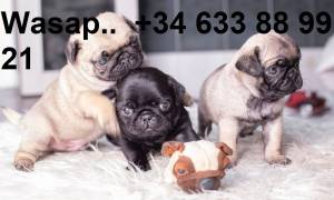 U camada de cachorros Carlino Pug
