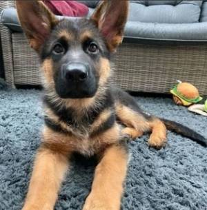 Regalo Cachorros de PASTORR ALEMÁN. 9W