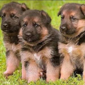 Regalo Cachorros de PASTORR ALEMÁN. 9D