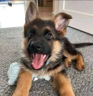 Regalo Cachorros de PASTORR ALEMÁN. 9F