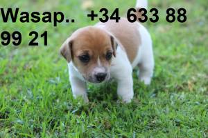 W CAMADA DE CACHORROS JACK RUSELL