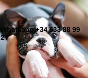 A CAMADA DE CACHORROS BOSTON TERRIER