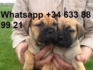 Y CAMADA DE CACHORROS BULLMASTIFF
