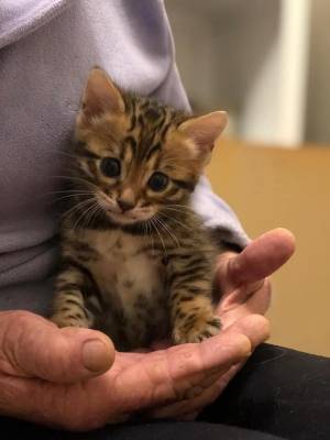 @REGALO PRECIOSA GATITOS BENGALA(BENGALI)2