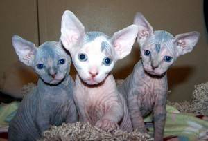 %REgalo lindo Gatitos Sphynx sin17