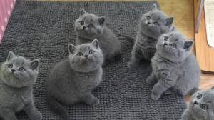 Regalo lindo Gatitos Britanico pelo corto #7