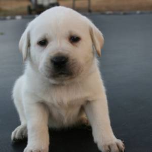 *REGALO HERMOSOS LABRADOR RETRIEVER17