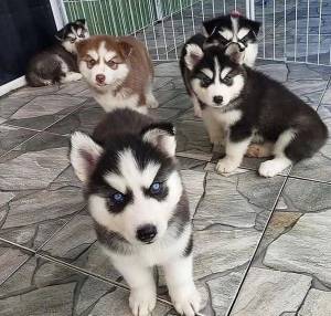 `REGALO CAMADA HUSKY SIBERIANO CACHORROS*123