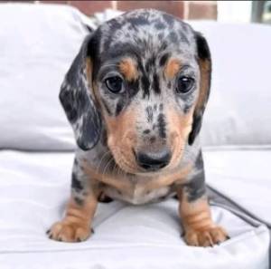 Regalo Cachorros de PERRO TEJONERO.2