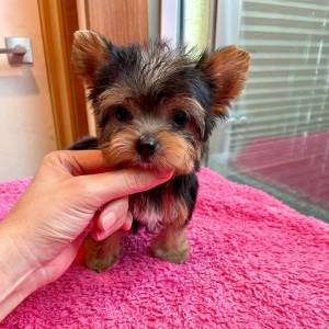REGALO MINI TOY YORKSHIRE CACHORROS13