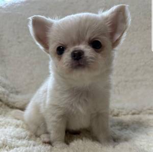 REGALO CHIHUAHUA TOY CACHORROS19