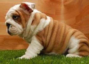 CACHORROS DE BULLDOG INGLÉS (PEDİGRÍ)