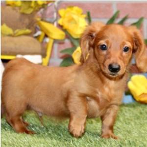 Regalo Cachorros de PERRO TEJONERO.5f