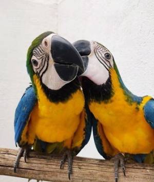 REGALO LOROS GUACAMAYOS MUY LINDOS15