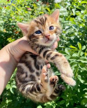 REGALO PRECIOSA GATITOS BENGALA(BENGALI)09