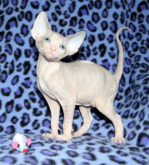 REgalo lindo Gatitos Sphynx06