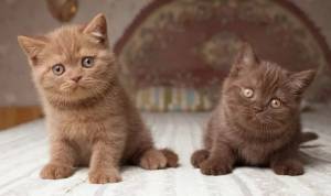 Regalo lindo Gatitos Britanico pelo corto6