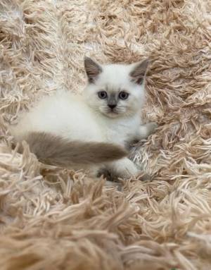 ..Gatitos de pelo corto descarados listos