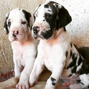 Regalo Cachorros de GRAN DANÉS.x