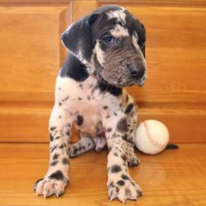 Regalo Cachorros de GRAN DANÉS.3e