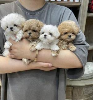 Cachorros Caniche para adopcion gratis