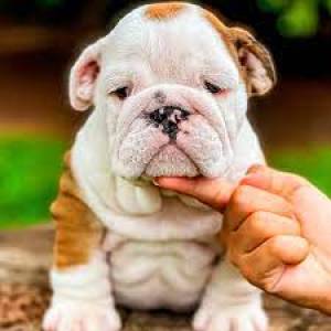 Bellos Cachorros Bulldog Inglés & Francés ...