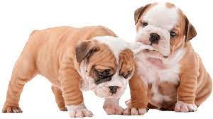 Bellos, Cachorros Bulldog Inglés & Francés REGALO