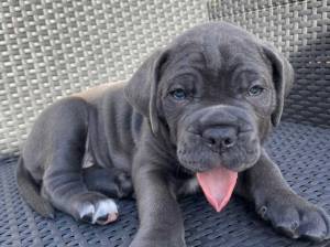 Camada CANE CORSO. Color negro ,,
