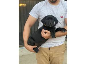 CANE CORSO ITALIANO REGALO ...