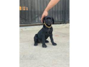 CANE CORSO MERLE MASTIN ITALIANO
