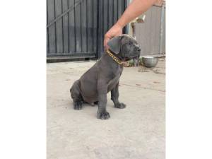CANE CORSO MERLE.. MASTIN ITALIANO