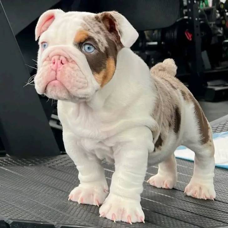 Regalo Cachorros de BULLDOG INGLÉS. R