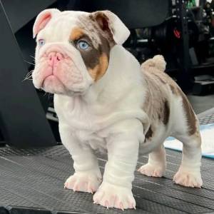 Regalo Cachorros de BULLDOG INGLÉS. K