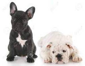 Hermoso cachorros bulldog inglés & .Francés