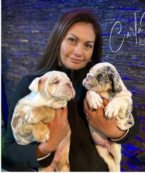 REGALO. cachorros bulldog inglés & Francés