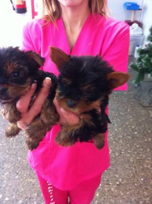 .REGALO HERMOSO CACHORROS YORKSHİRE