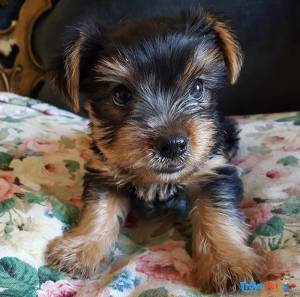 REGALO HERMOSO CACHORROS YORKSHİRE fgg