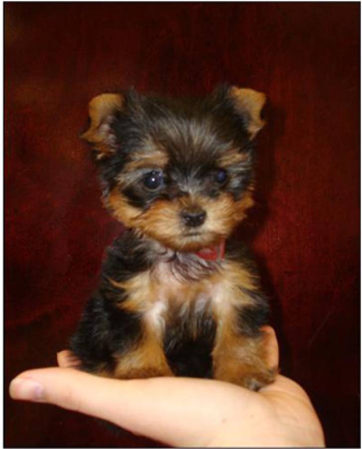 REGALO HERMOSO CACHORROS YORKSHİRE fgg