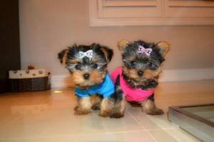 REGALO HERMOSO CACHORROS.. YORKSHİRE gg