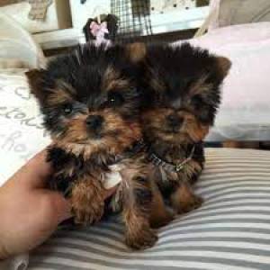REGALO Preciosos cachorros de yorkshire. terrier