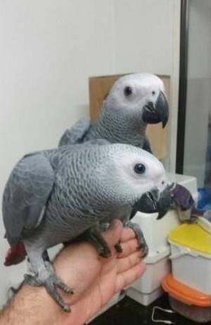 REGALO LINDO LOROS YACOS PAPILLIEROS13