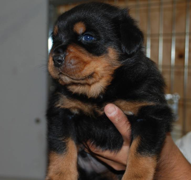 Regalo Cachorros Rottweiler **´[-.;;´;.;;