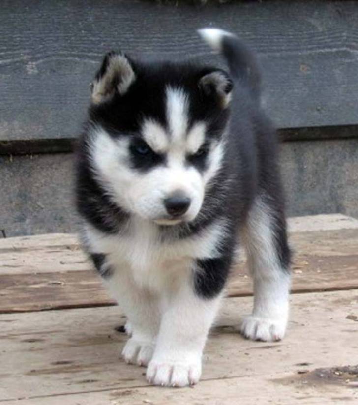 .+Regalo Cachorros Husky Siberiano ][-,;[--