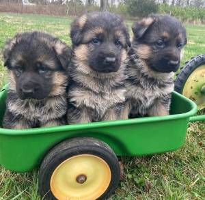 Regalo preciosa pastors aleman cachorros 0
