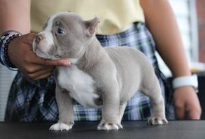 Regalo lindo american bully 6