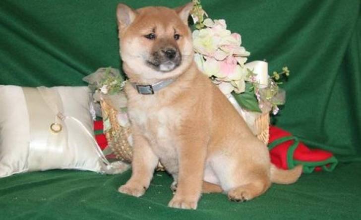 Regalo hermos shiba inu cachorros ....
