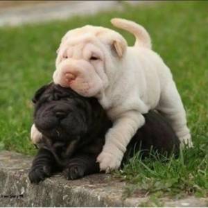 Regalo Cachorros de SHAR PEI.z