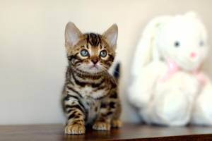 REGALO GATITOS BENGALA(BENGALI)7