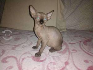 !REgalo lindo Gatitos Sphynx sin pelo 2